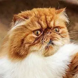 Adorable Mati net worth