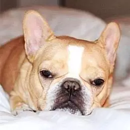 Chloe The Mini Frenchie net worth