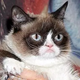 Grumpy Cat net worth