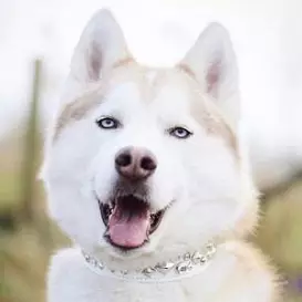 Husky Mika net worth