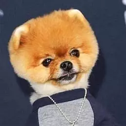 JiffPom net worth