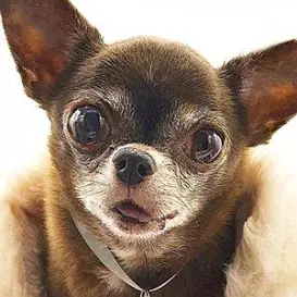 Chloe Kardoggian net worth