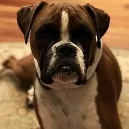 Piper LeBlanc net worth