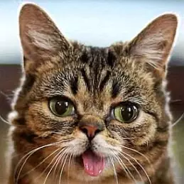 Lil Bub net worth