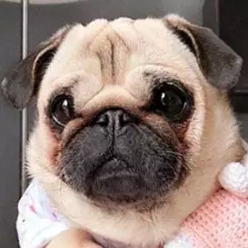 Loulou the Pug net worth
