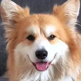 Marcel Le Corgi net worth