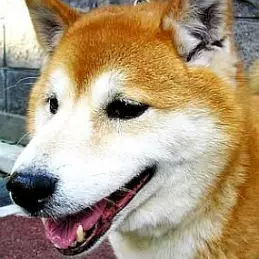 Maru the Shiba Inu net worth