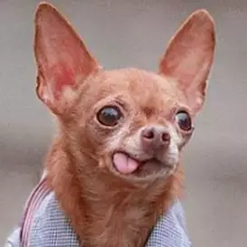 Mervin the Chihuahua net worth