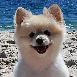 Muggles the Dog net worth