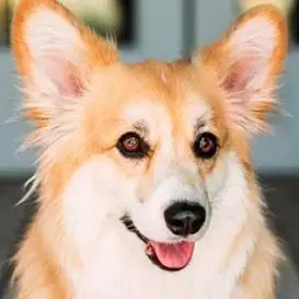 Maxine dog the Fluffy Corgi net worth