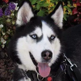 Dakota The Siberian Service Dog net worth